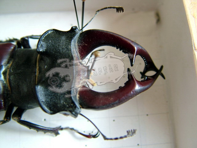 Head and Mandible variations in Lucanus cervus cervus